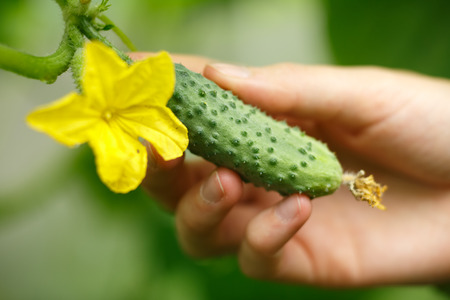 Female hands holding tiny cucumber. Locavore, clean eating,organic agriculture, local farming,growing,harvesting concept. Selective focus on cucumberの写真素材