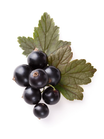 Black currants with leaves isolated on white. Studio shot, large depth of field,high detailed, retouchedの写真素材