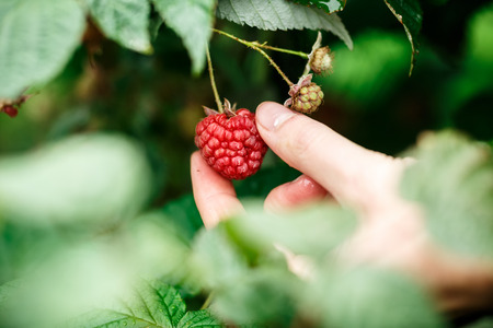 Raspberry picking. Female hands gathering organic raspberries on a rainy day. Selective focus,very shallow depth of fieldの写真素材