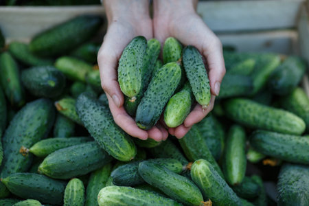 Woman holding a  freshly harvested cucumbers. Locavore movement, local farming, harvesting conceptの写真素材