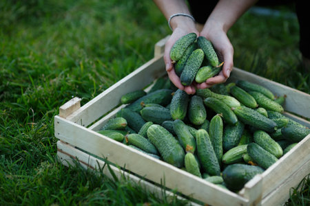 Woman holding a  freshly harvested cucumbers. Locavore movement, local farming, harvesting conceptの写真素材