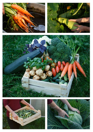 Harvesting collage. Locavore movement, clean eating,organic agriculture, local farming,vegetable growing,harvesting concept.の写真素材