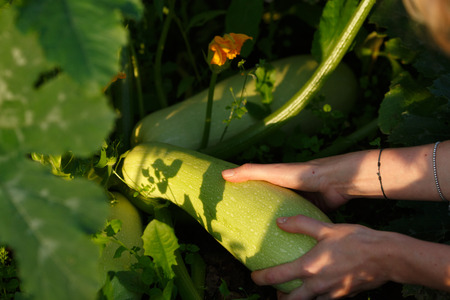 Woman picking squash. Locavore movement, local farming, harvesting conceptの写真素材