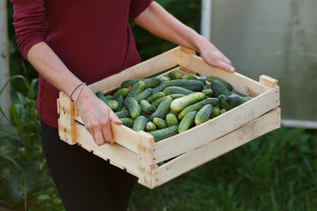 Woman holding wooden box full of freshly harvested cucumbers. Locavore movement, local farming, harvesting conceptの写真素材