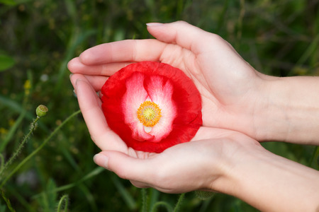 Female hands holding poppy flower against green. selective focusの写真素材