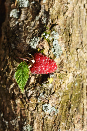 Single ripe raspberry on wood. Selective focus