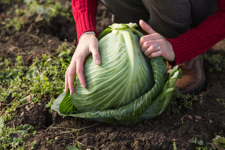 Close up of woman hands removing the cover leaves of freshly picked cabbage.  Harvest, local farming, locavore movenet conceptの写真素材