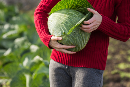 Close up of woman hands removing the cover leaves of freshly picked cabbage.  Harvest, local farming, locavore movenet conceptの写真素材
