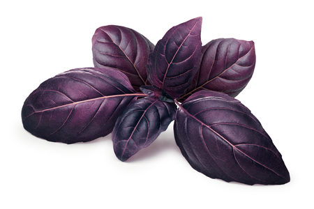Purple basil leaves (tops). Clipping paths, infinite depth of fieldの写真素材