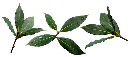 Set of sweet bay (laurel, Laurus nobilis,Grecian laurel) fresh leaves. Infinite depth of field,...