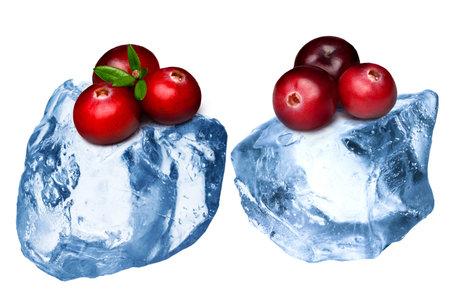 Wild cranberries freezing on rough crushed ice. Clipping paths, large depth of fieldの写真素材