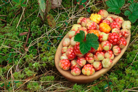 Bowl of cloudberries (Rubus Chamaemorus) with leaves standing on moss. Large depth of field, background, copyspaceの写真素材