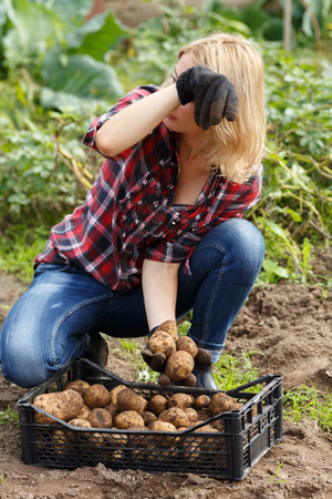 Woman sorting or inspecting a freshly dug potato. Horticulture, harvest, local farmer conceptの写真素材