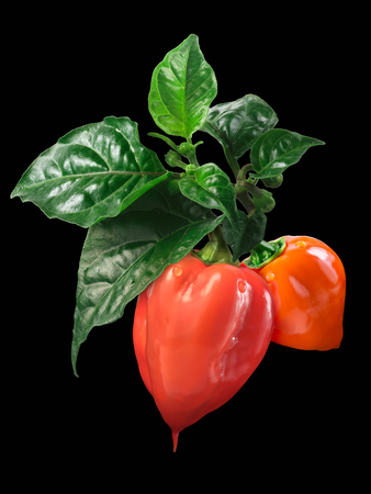 Hanging orange Habanero peppers (Capsicum chinense) with leaves, fresh, ripe. Clipping pathの写真素材