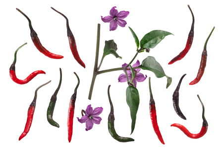 Purple Naga Jolokia chile pepper, exploded view (elements), pods, plant, flowers. Clipping path for each elementの写真素材