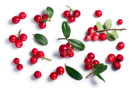 Lingonberry (fruits of Vaccinium vitis-idaea), top view. Clipping paths, shadow separatedの写真素材