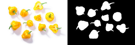 Trinidad Perfume chile peppers (Capsicum chinense), top view