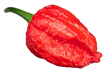 Dorset Naga or Naga Morich pepper (Capsicum annuum), top view