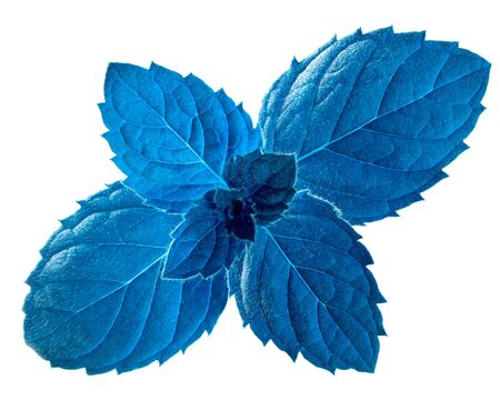 Blue Peppermint or mint leaves (Mentha piperita) isolated on whiteの写真素材