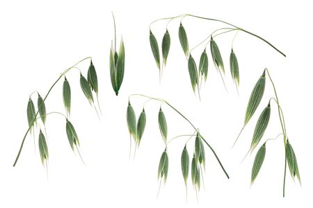 Oat ears (Avena sativum), unripe, isolatedの写真素材