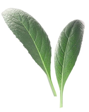 Young artichoke leaves (Cynara cardunculus var. scolymus), isolatedの写真素材