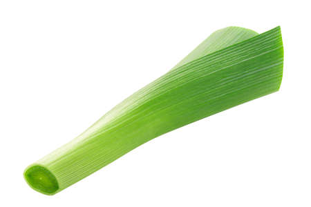 Leek, spring green onion stem isolatedの写真素材