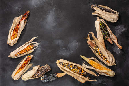 Heirloom multicolor maize cobs (Zea mays) atop black textured backdrop, top view, copy spaceの写真素材