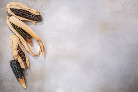 Heirloom antho multicolor maize cobs (Zea mays) atop grey textured backdrop, top view, copy spaceの写真素材