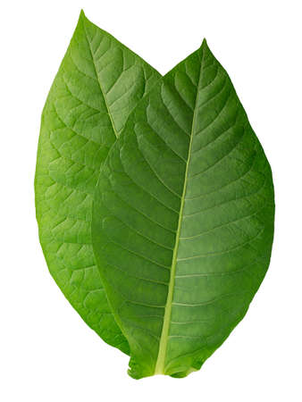 Virginia tobacco leaves (Nicotiana tabacum foliage), fresh, isolatedの写真素材