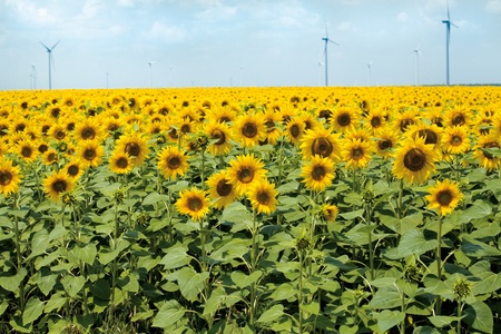 Young sunflowers in the field against wind-driven generators.の写真素材