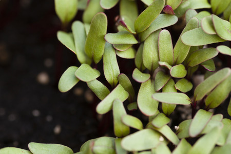 Red beet sprouts on a bed. Close upの写真素材