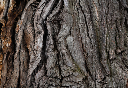 Bark of an old tree, can be used as a background