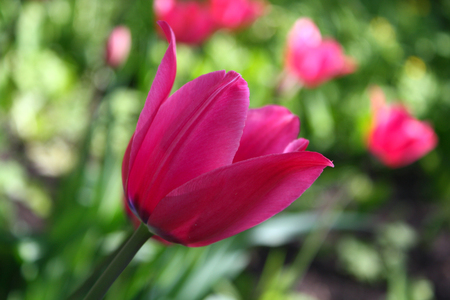 Beautiful spring Tulip bloom on a sunny dayの写真素材