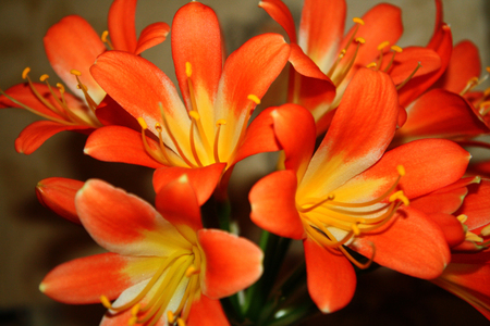 Beautiful orange flowers Vallota in all gloryの写真素材