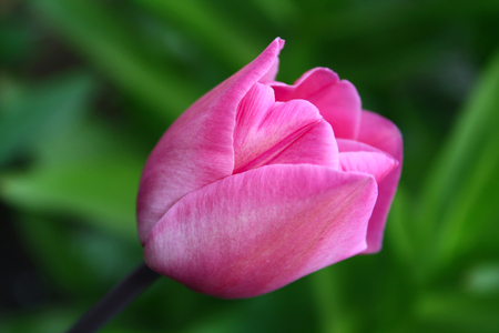 Beautiful bright pink tulip on a sunny spring dayの写真素材