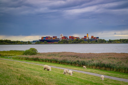 Sheep on the river bank at the north of Germany with the container ship on background