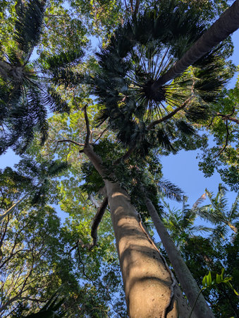 Looking Up at Tropical Forest Canopyの写真素材