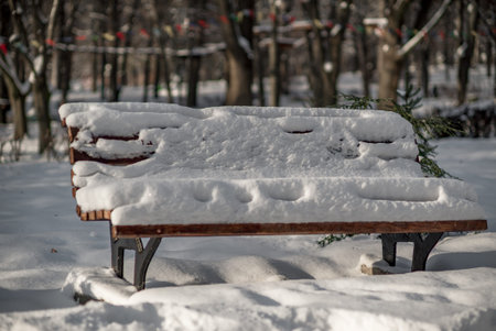 Winter trees at nature park in the city with benches