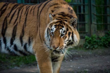 Bengal tiger. The Bengal tiger population is the largest. It is the national animal of the state of Bangladesh - historical Bengal.の写真素材
