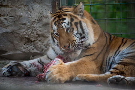 Bengal tiger. The Bengal tiger population is the largest. It is the national animal of the state of Bangladesh - historical Bengal.の写真素材
