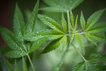 Marijuana (Spanish marijuana, marihuana), the official name of cannabis is a psychoactive drug derived from hemp, psychedelic type.の写真素材