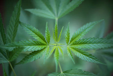 Marijuana (Spanish marijuana, marihuana), the official name of cannabis is a psychoactive drug derived from hemp, psychedelic type.の写真素材