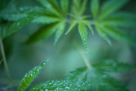 Marijuana (Spanish marijuana, marihuana), the official name of cannabis is a psychoactive drug derived from hemp, psychedelic type.の写真素材