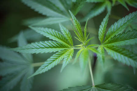 Marijuana (Spanish marijuana, marihuana), the official name of cannabis is a psychoactive drug derived from hemp, psychedelic type.の写真素材