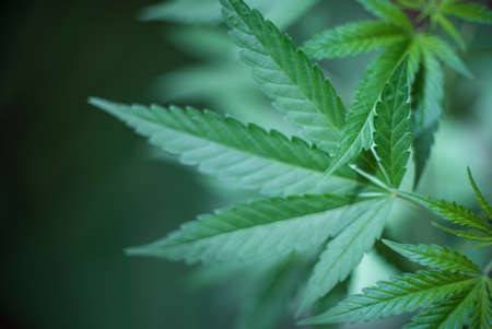 Marijuana (Spanish marijuana, marihuana), the official name of cannabis is a psychoactive drug derived from hemp, psychedelic type.の写真素材