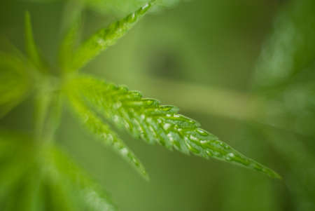 Marijuana (Spanish marijuana, marihuana), the official name of cannabis is a psychoactive drug derived from hemp, psychedelic type.の写真素材