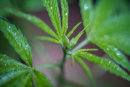 Marijuana (Spanish marijuana, marihuana), the official name of cannabis is a psychoactive drug derived from hemp, psychedelic type.の写真素材