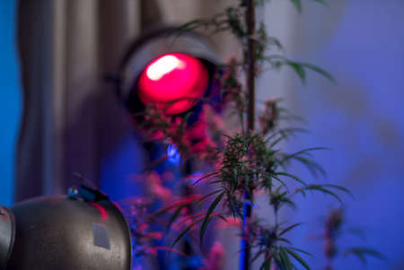 Marijuana (Spanish marijuana, marihuana), the official name of cannabis is a psychoactive drug derived from hemp, psychedelic type.の写真素材