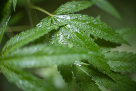 Marijuana (Spanish marijuana, marihuana), the official name of cannabis is a psychoactive drug derived from hemp, psychedelic type.の写真素材