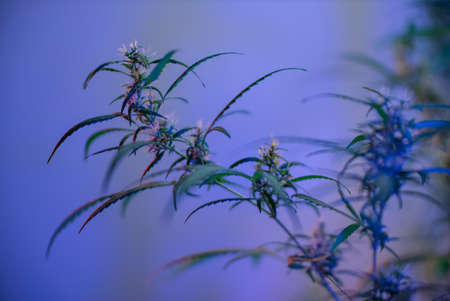 Marijuana (Spanish marijuana, marihuana), the official name of cannabis is a psychoactive drug derived from hemp, psychedelic type.の写真素材